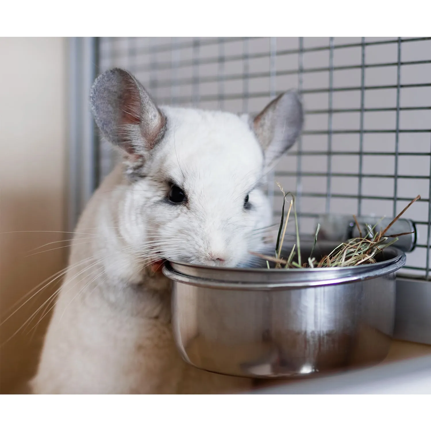 Stainless Steel Feed Dish